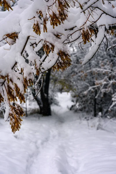 Ville Couverte Neige Parc Avec Des Sentiers Dans Neige Parmi — Photo