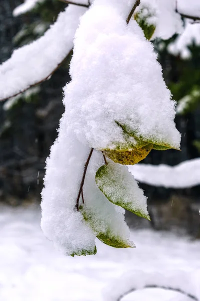 Jesienne Liście Gałęzi Pokrytej Pierwszym Śniegiem — Zdjęcie stockowe