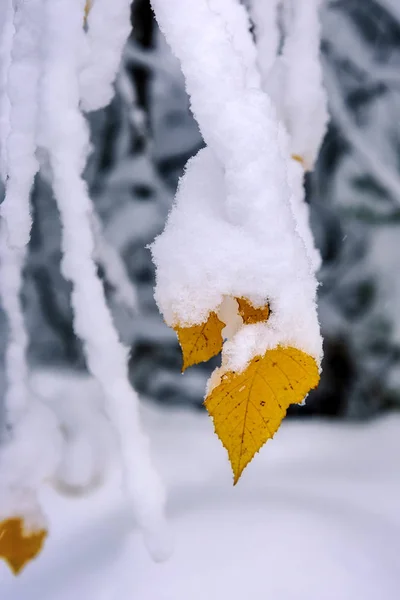 Feuilles Automne Sur Une Branche Couverte Première Neige — Photo