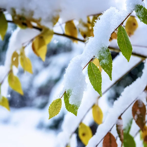 Feuilles Automne Sur Une Branche Couverte Première Neige — Photo