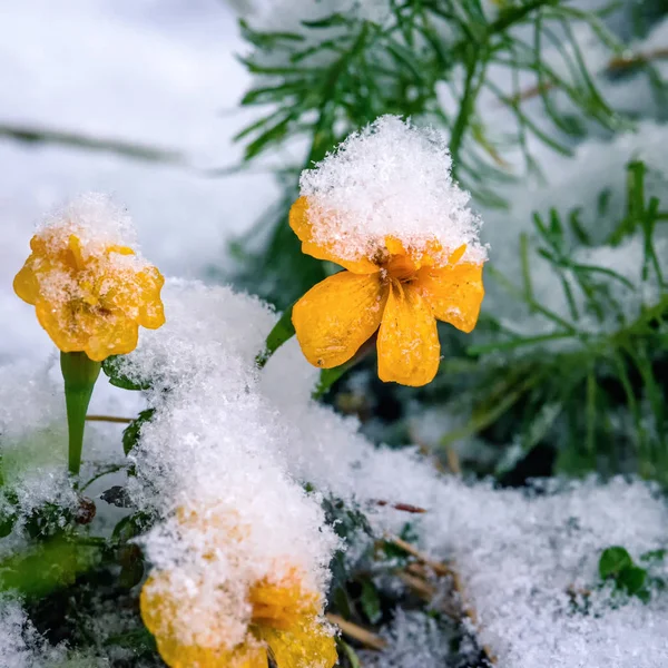 Желтые Цветы Кровати Покрытые Первым Снегом — стоковое фото