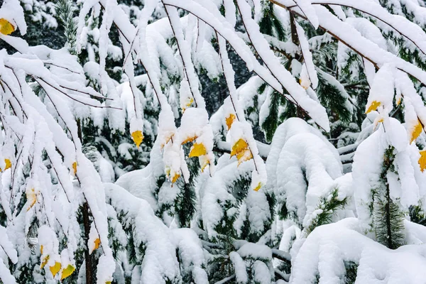 Feuilles Automne Sur Une Branche Couverte Première Neige — Photo