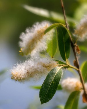 Olgun kabarık söğüt çiçekleri yeşil yapraklı bir dalda, güneş tarafından aydınlatılıyor, yakın plan.