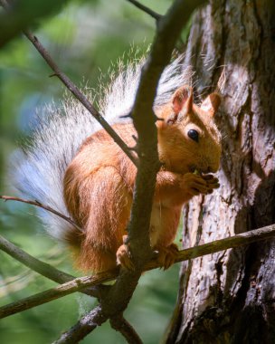 Küçük bir sincap ağaçta oturuyor yaprakların arasında, güneşle aydınlatılmış.