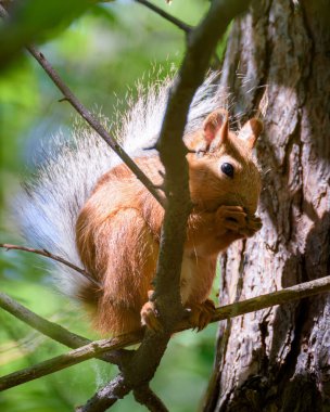 Küçük bir sincap ağaçta oturuyor yaprakların arasında, güneşle aydınlatılmış.