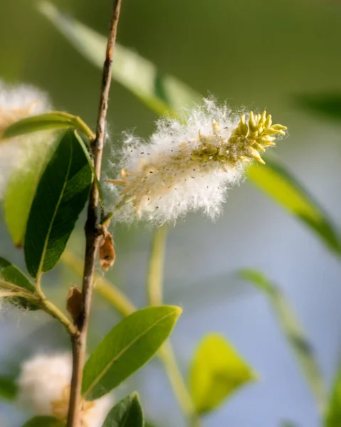 Rijpe Pluizige Wilgenkatjes Een Tak Met Groene Bladeren Verlicht Door — Stockfoto