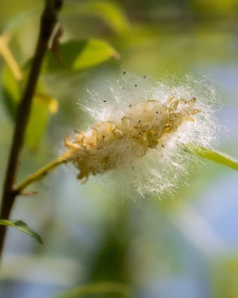 Reife Flauschige Weidenkätzchen Auf Einem Zweig Mit Grünen Blättern Von — Stockfoto