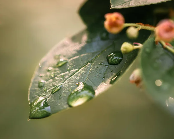 太陽光で雨が降った後緑の葉に水滴が — ストック写真