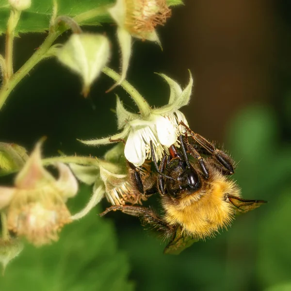 イチゴの花序に座っているシャギーバンブルビー クローズアップ — ストック写真