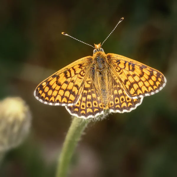 Gelber Schmetterling Auf Einem Zweig Von Oben Nahaufnahme — Stockfoto