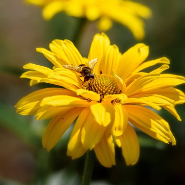 Bir arı sarı bir çiçeğin üzerinde oturur, yakın planda, güneş ışığında.