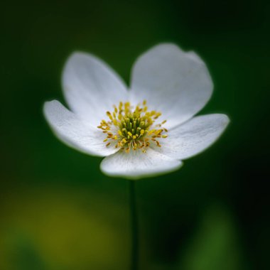 Yeşil arkaplanda beyaz çiçek, yakın plan, seçici odak