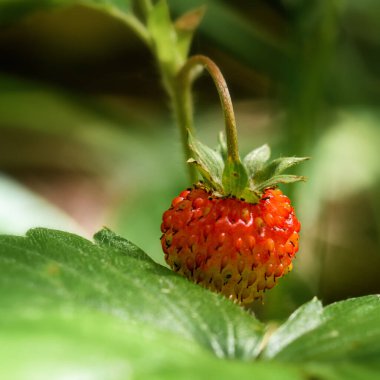 Bir dal üzerinde yabani çilek, yakın plan, güneşli bir günde.