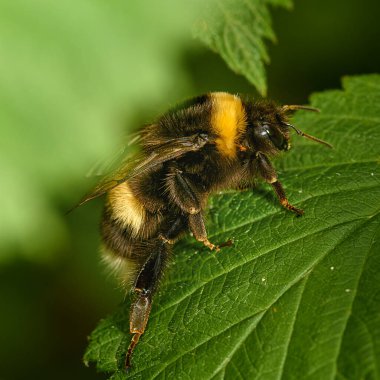 Yaban arısı yeşil bir yaprağın üzerinde oturuyor, yakın planda, doğal bir ortamda.