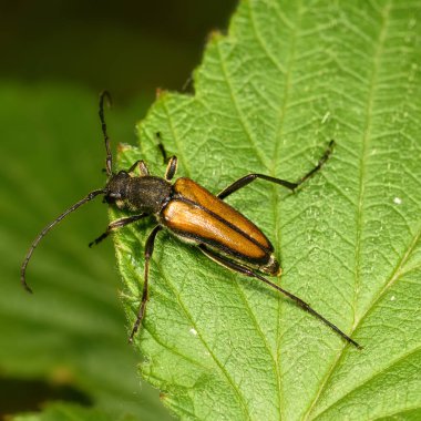 Yeşil bir yaprağın üzerindeki barbel böceği. Yakından, güneş ışığında.