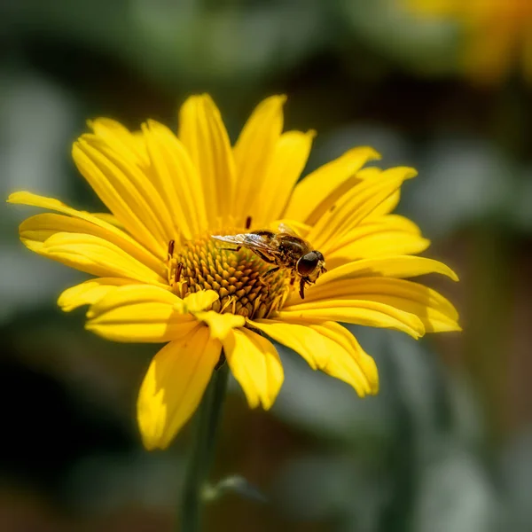 Бджола Сидить Жовтій Квітці Крупним Планом Сонячному Світлі — стокове фото