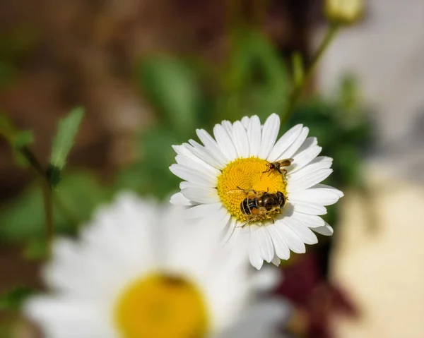 Gli Insetti Siedono Una Margherita Primo Piano Giorno Sole — Foto Stock