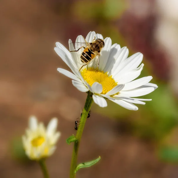 Gli Insetti Siedono Una Margherita Primo Piano Giorno Sole — Foto Stock