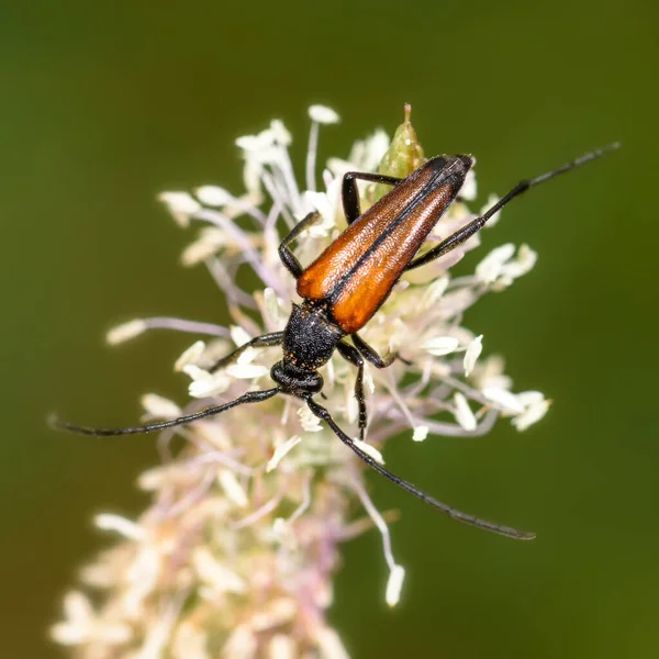 Besouro Barbel Senta Uma Flor Branca Close — Fotografia de Stock