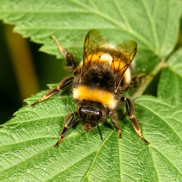 Lebah Duduk Atas Daun Hijau Close Dalam Lingkungan Alami Stok Gambar Bebas Royalti