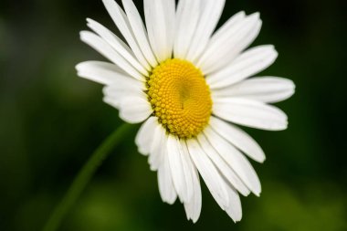 Papatya çiçeği yeşil arka planda yakın plan, seçici odak
