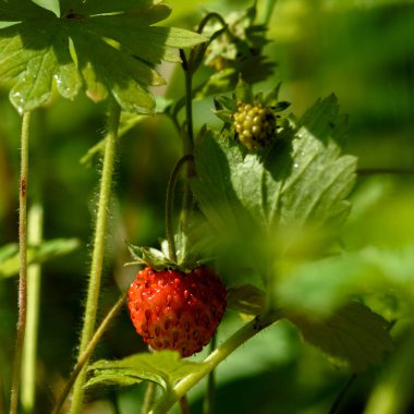 Böcekler güneşli bir günde, Daisy 'nin üzerinde otururlar.