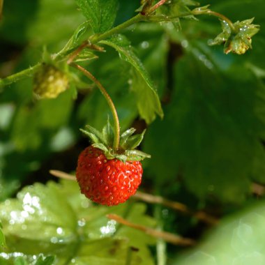 Böcekler güneşli bir günde, Daisy 'nin üzerinde otururlar.