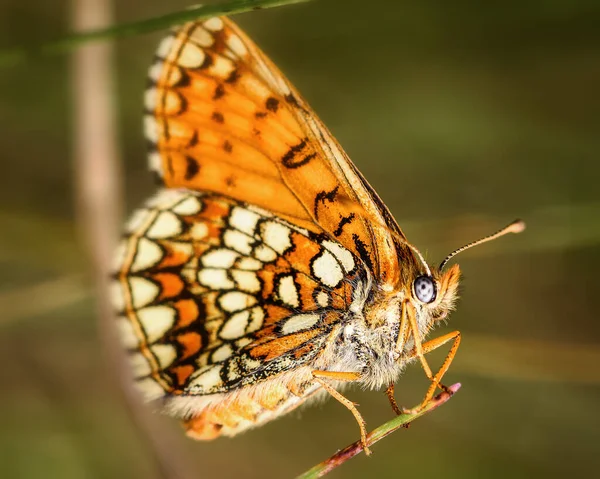 Πεταλούδα Melitaea Athalia Πλευρική Άποψη Close — Φωτογραφία Αρχείου