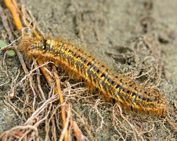 Caterpillar Dendrolimus Pini Ground Close — Stock Photo, Image