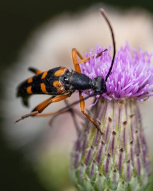 Yonca çiçeğinin üzerindeki barbel böceği leptura, yakın plan.