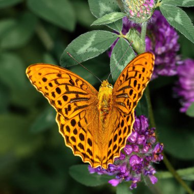 Turuncu gün kelebeği 