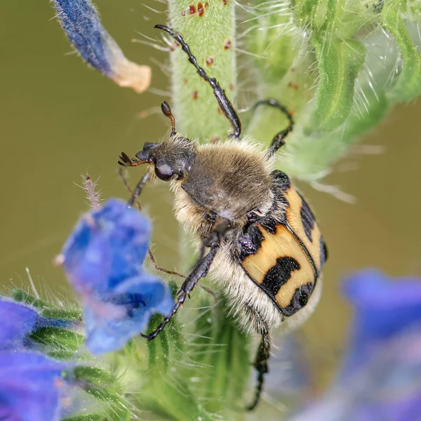 Escarabajo Trichius Fasciatus Sienta Una Flor Campo Azul Cerca — Foto de Stock
