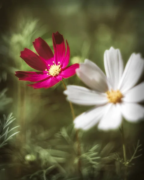 Two wildflowers, red and white, on a green background. Focus on the red flower