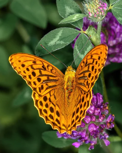 Farfalla Giorno Arancione Argynnis Paphia Siede Fiore Trifoglio Primo Piano — Foto Stock