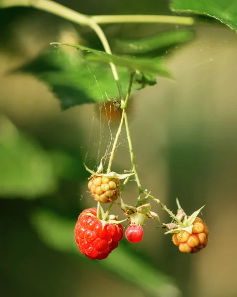 Reife Waldhimbeeren Unter Grünem Laub Hautnah Der Natürlichen Umgebung — Stockfoto