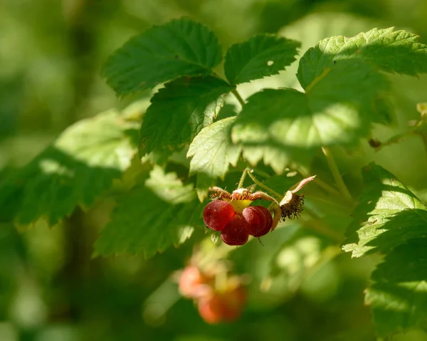 Reife Waldhimbeeren Unter Grünem Laub Hautnah Der Natürlichen Umgebung — Stockfoto