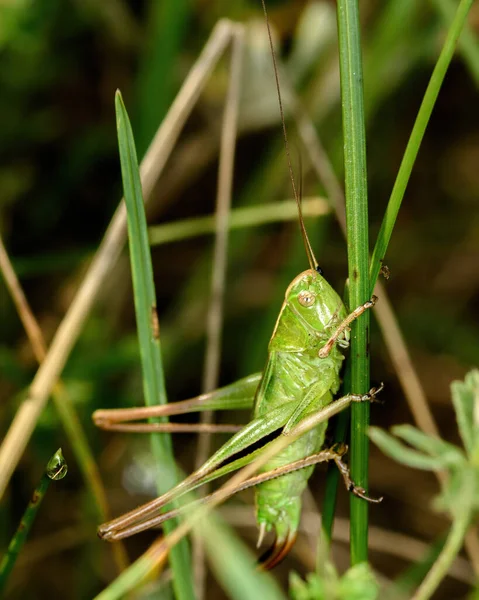 Πράσινο Ακρίδα Κάθεται Πράσινο Γρασίδι Ένα Φυσικό Περιβάλλον Κοντινό Πλάνο — Φωτογραφία Αρχείου