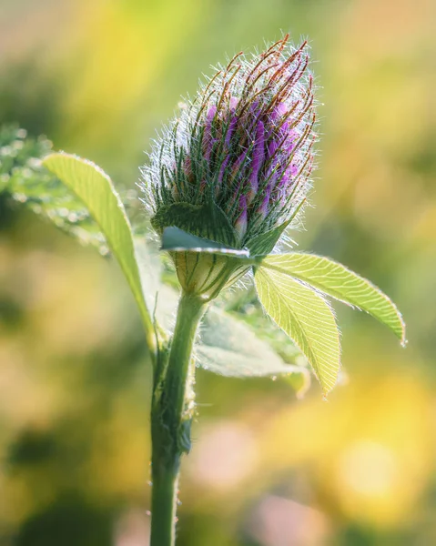 Bloeiende Klaverbloem Close Verlicht Door Zon — Stockfoto