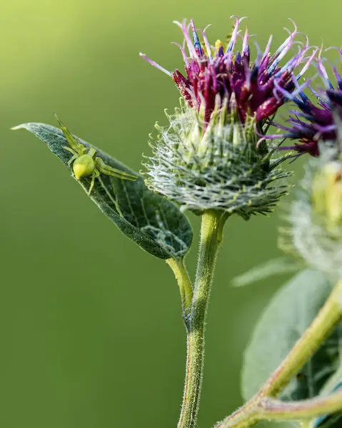 Une Fleur Chardon Éclatante Une Araignée Verte Sur Une Feuille — Photo