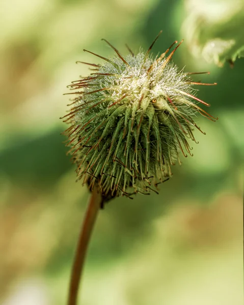 Καρπός Του Φυτού Gum Urbnum Κοντινό Πλάνο Καλυμμένος Πρωινή Δροσιά — Φωτογραφία Αρχείου