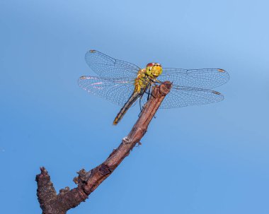 Bir dalda oturan yusufçuk, mavi gökyüzüne karşı, yakın plan