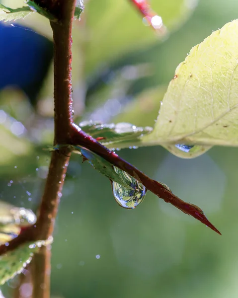 Ein Tropfen Wasser Auf Einem Weißdorn Mit Einem Hintergrundreflex Nahaufnahme — Stockfoto