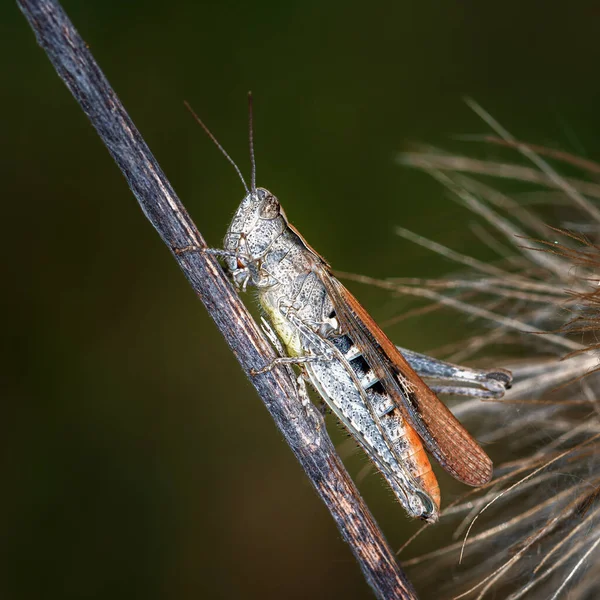 Sauterelle Grise Assise Sur Une Branche Sèche Sur Fond Sombre — Photo