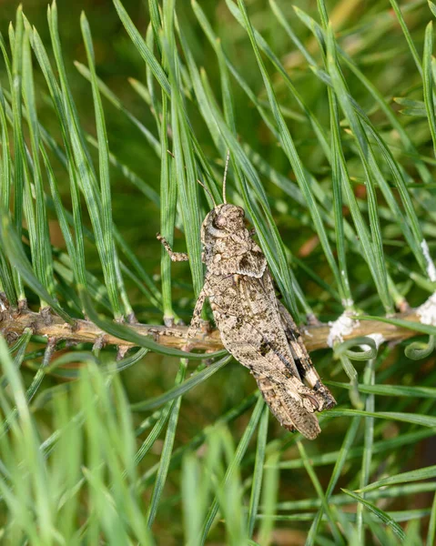 Een Grijze Sprinkhaan Zit Een Groene Dennentak Close Een Natuurlijke — Stockfoto