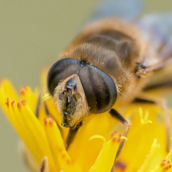 Portrait Une Mouche Bourdonnante Sur Une Fleur Jaune Gros Plan — Photo