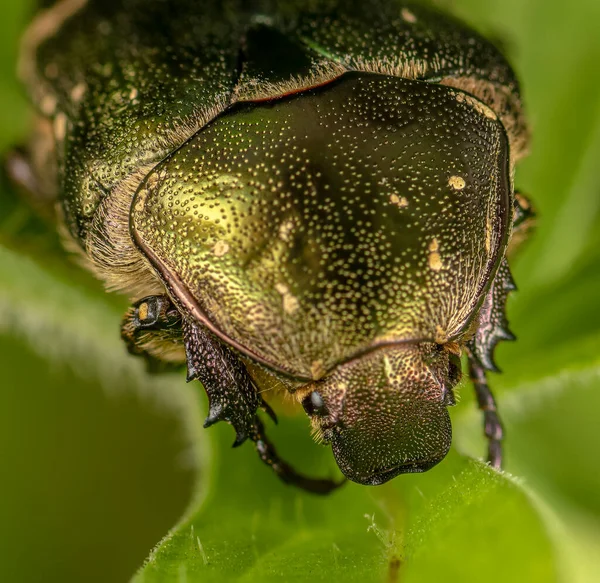 Escarabajo Verde Sobre Una Hoja Verde Cerca Entorno Natural — Foto de Stock
