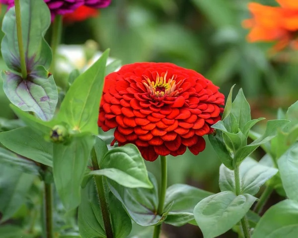 Bahçedeki kırmızı çiçek, yakın plan, seçici odak