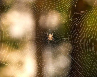 Karanlık bir arkaplanda örümcektir