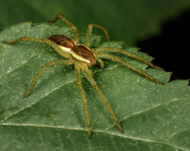 Yeşil bir yaprağın üzerindeki örümcek doğal çevrede yakınlaşır.