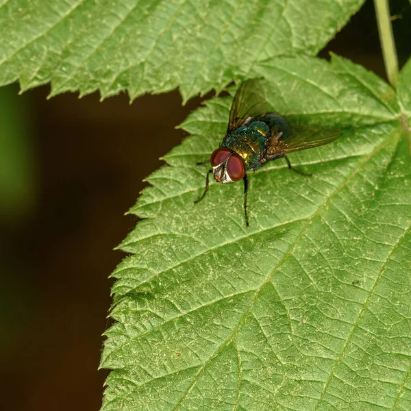 Mosca Verde Perto Uma Folha Verde Ambiente Natural — Fotografia de Stock